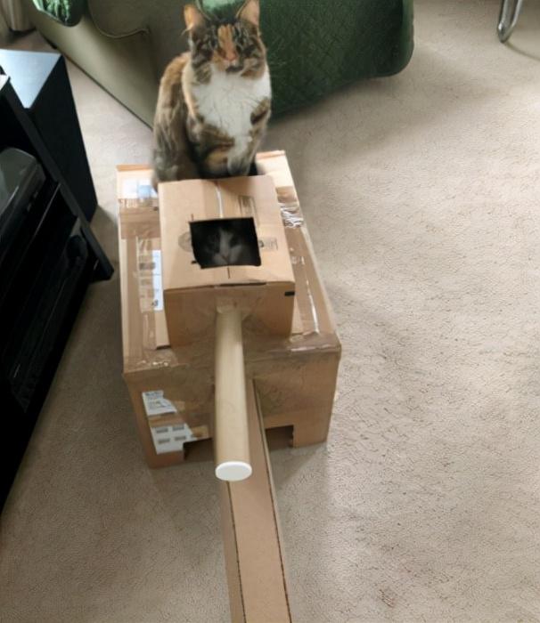 如何用最简单的材料给猫咪做玩具，如何用最简单的材料给猫咪做玩具熊（网友给家里的猫打造纸箱坦克）