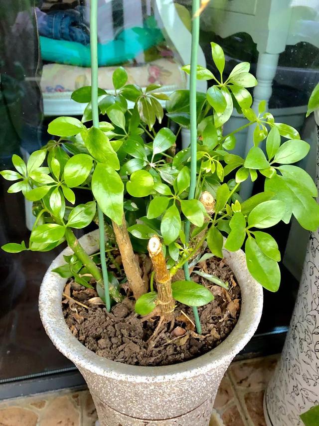 发财树可以扦插繁殖吗，发财树扦插繁殖方法（发财树养一盆就够了）