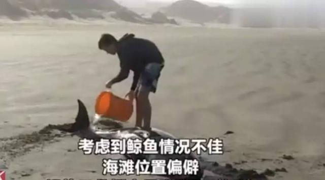 鲸鱼为什么集体“自杀”，鲸鱼为什么会死亡（鲸鱼为什么会集体自杀）