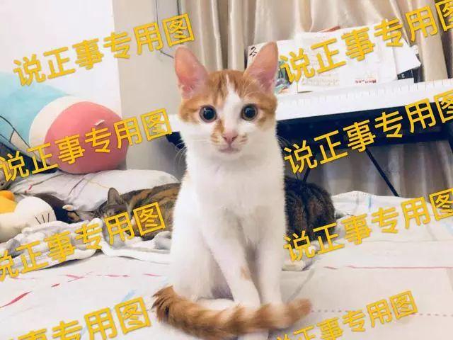 宠物猫咪什么时候驱虫最好（小猫什么时候开始预防寄生虫）