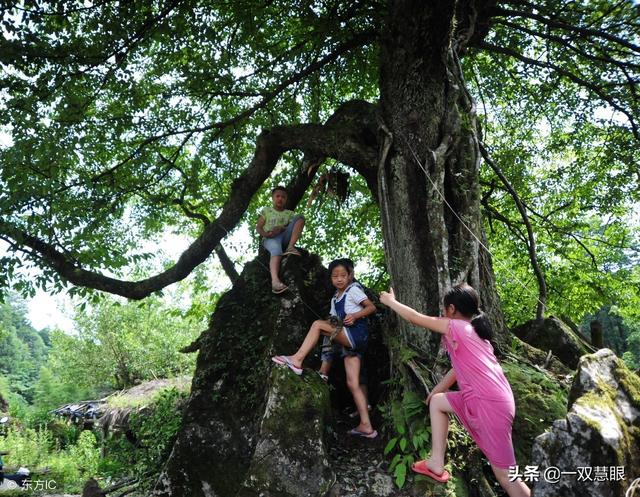寄生树的种类,寄生树品种大全(重庆有一棵千年夫妻树) 寄生树的种类,寄生树品种大全(重庆有一棵千年夫妻树)