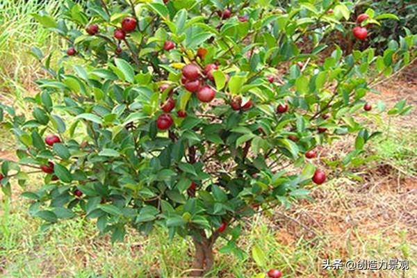 别墅庭院最佳树木，富人的别墅庭院一般栽种什么植物