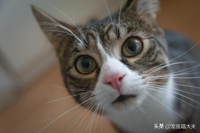 小猫呕吐是什么原因，猫咪呕吐都是哪些原因（导致猫咪呕吐的5大原因）