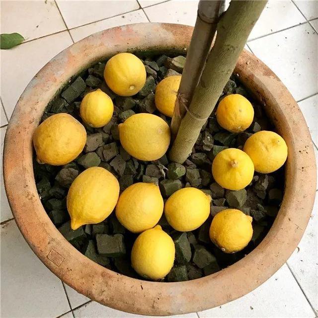 不锈钢盆可以放烤箱吗，烤箱里可以放不锈钢盆吗（10种花最养人）