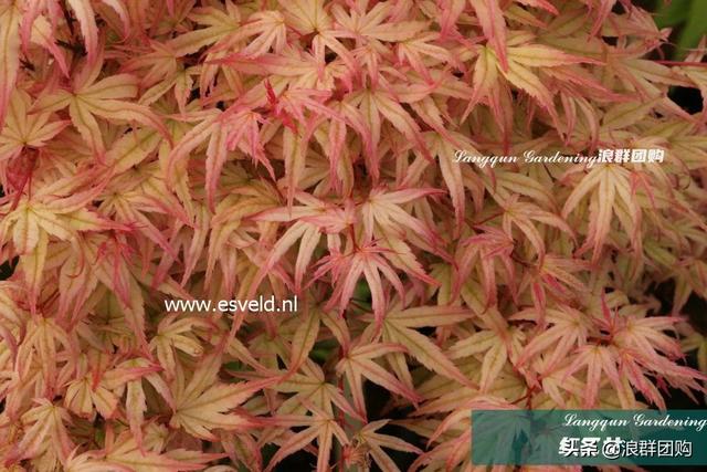 什么样的枫树填空。，什么的枫树填空词语二年级（增添了花园四季色彩之美）