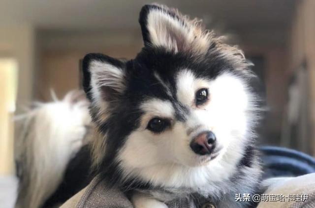 比格犬多少变色 比格犬变色过程