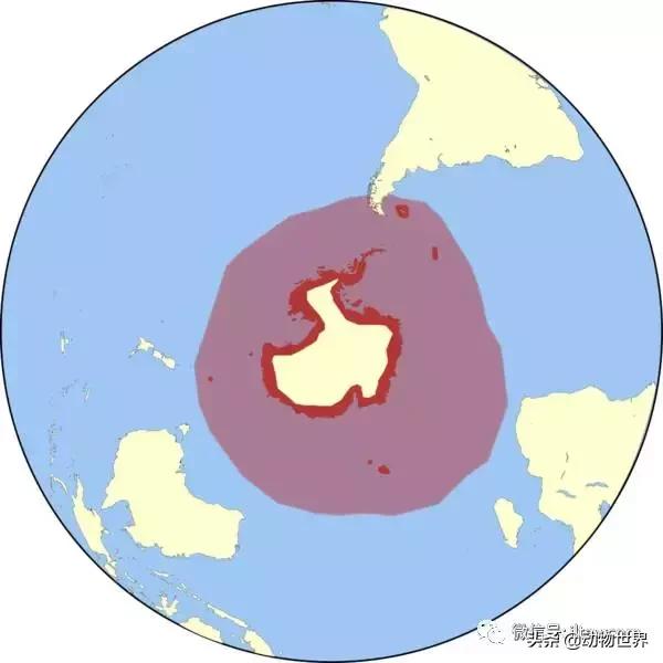 企鹅都有哪几种分别生活在哪里呢，企鹅都有哪些（详解世界上的18种企鹅<一>）