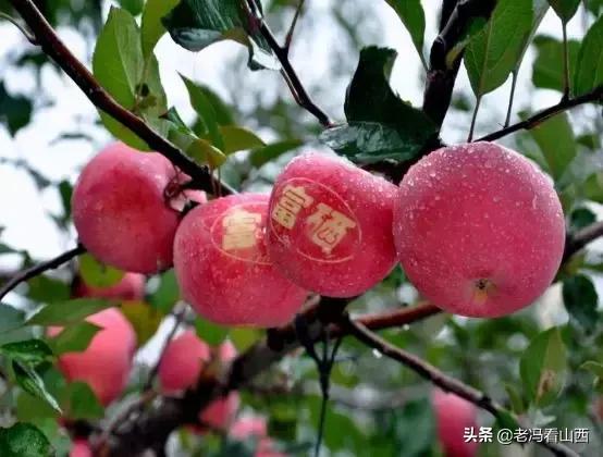 吉县属于哪个市（苹果之乡 旅游名县——吉县）