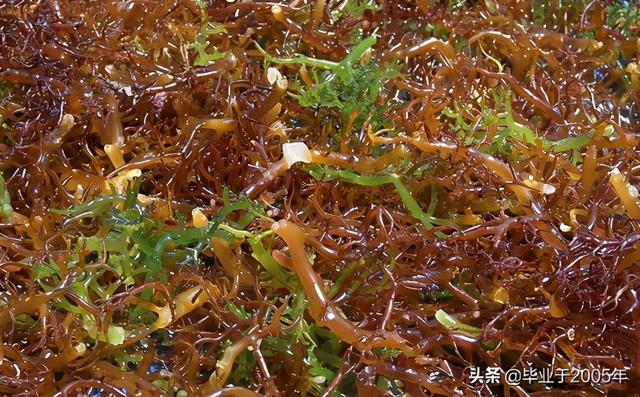 海菜种类大全集，海裙菜与紫菜区别（水产人带您认识一下大连海域常见的“海菜”）