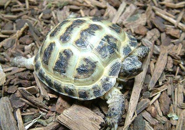 俄罗斯陆龟是什么龟，俄罗斯陆龟是什么龟类（又叫俄罗斯陆龟）