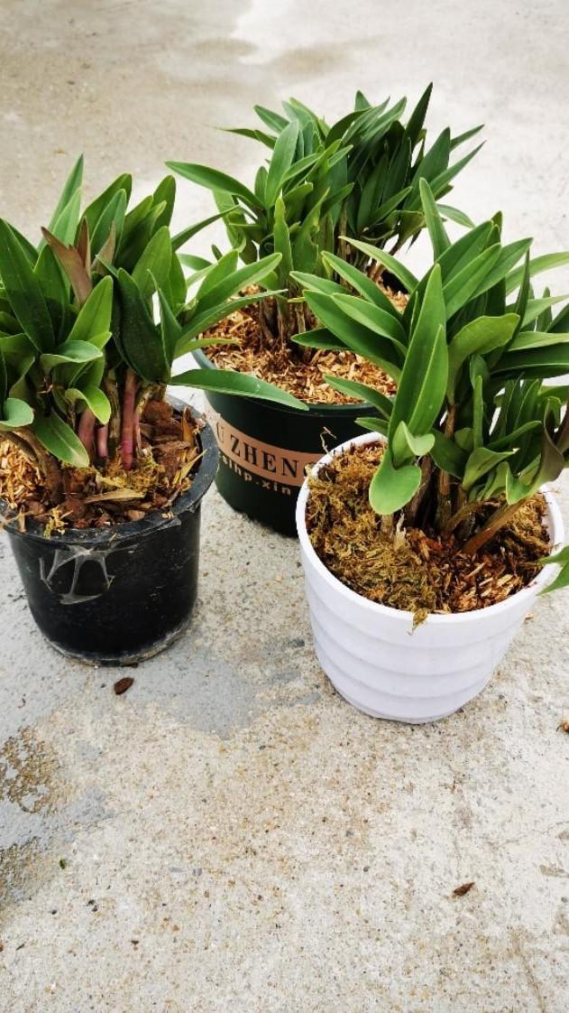 石斛兰怎么养，阳台养花记录-石斛兰花篇（石斛兰好养吗 新手能养吗）