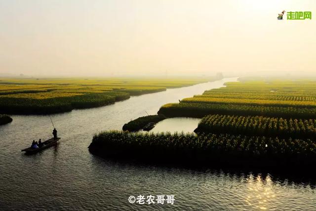 油菜花开的季节，适合家庭室内养的花与绿植（2019年全国油菜花开放时间表）