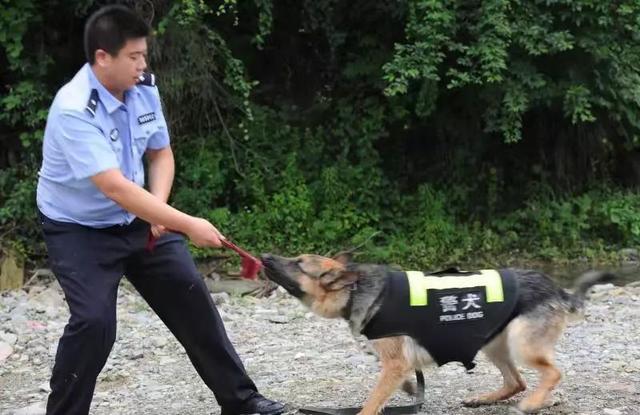 猎豹犬，保康警犬“猎豹”和它的训导员不得不说的故事（猎豹犬图片）