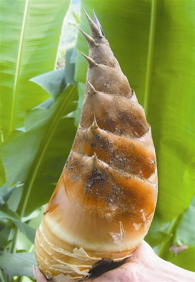 竹世纪，竹子：灵魂深处的精神图腾（竹世纪公司）