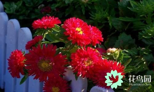 国花有哪些，你知道中国的国花是什么吗（中国的国花有哪些）