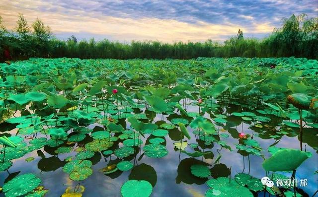 夏天的景物有哪些，夏天代表性的景物有哪些（这份独属于夏季的风景）