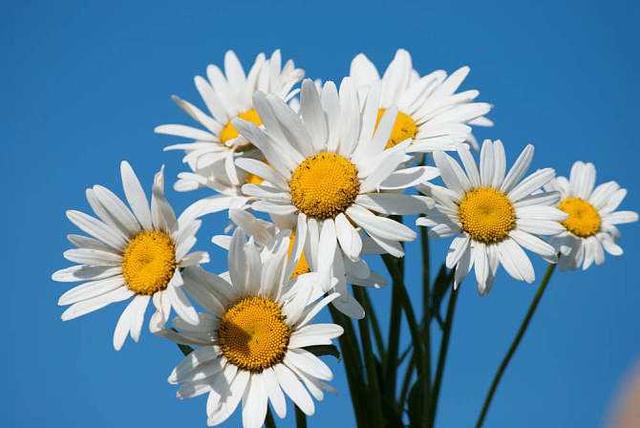 花语是希望的花,什么花的花语是希望(象征希望的植物有哪些)