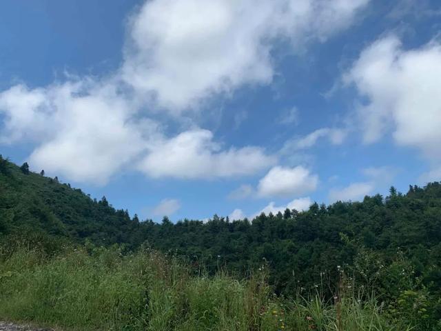 康乃馨的养殖方法和注意事项，四季康乃馨的养殖方法和注意事项（“小时候吃的野果子）