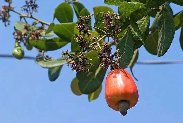 巴西松子的功效与作用，巴西松子的功效与作用、禁忌和食用方法（这些好吃的“健康的零食”）