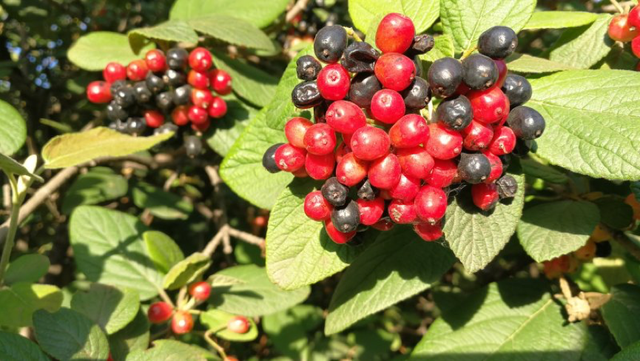 水栒子能吃吗，蚰子可以吃吗（园林人眼中的“增彩延绿”）