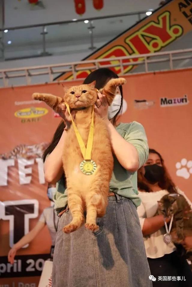 各种小动物图片，动物图画大全（国外网友的一波萌点各异的小动物照片）