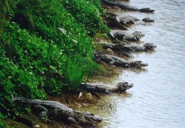 为什么长江译成yangtze，长江英文简介短文（它和“长三角”共享一个名字）