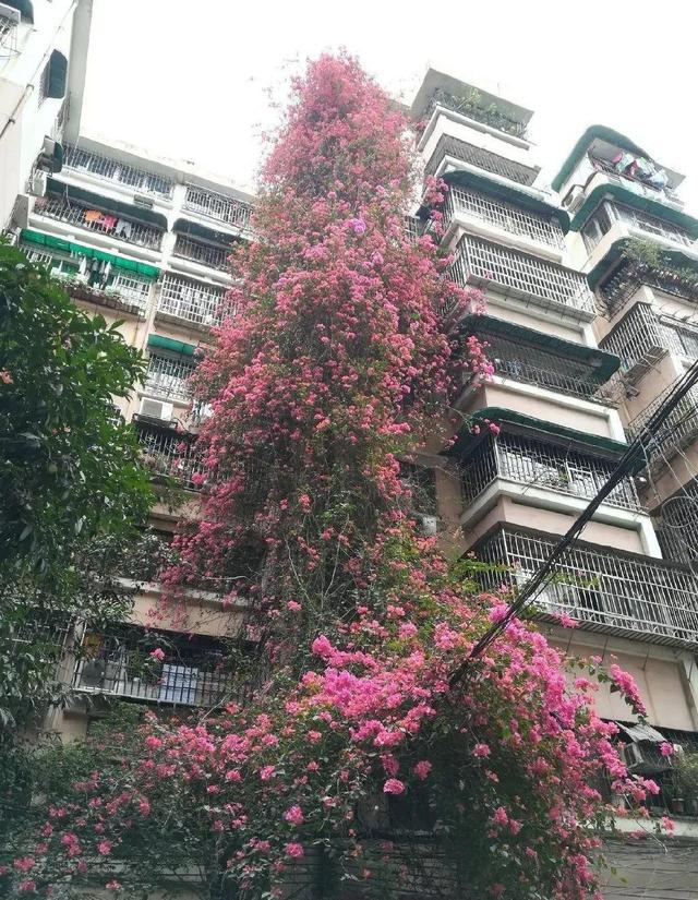 一梦两三年一花一世界网名，一梦两三年一花一世界微信昵称（千年的紫藤树···5种花越老越值钱）