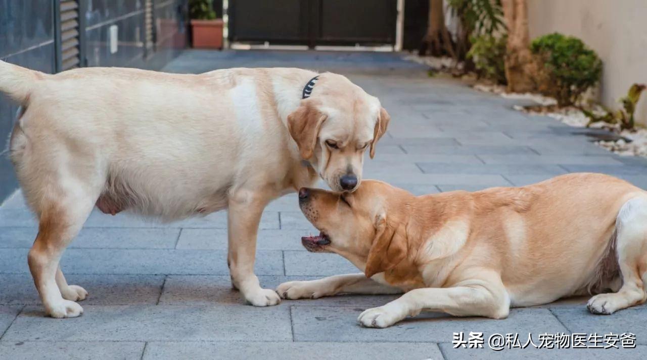 狗狗测孕酮多少天 狗狗孕酮值怎么查