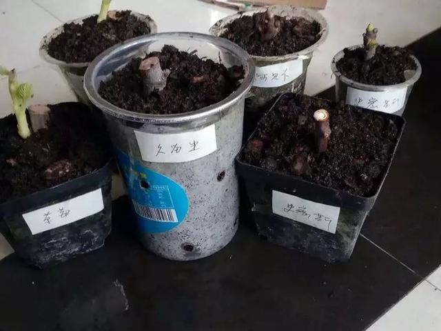 霸王花是火龙果的花吗，昙花、霸王花、火龙果花和令箭荷花的区别（奶奶把一根枝插土里）