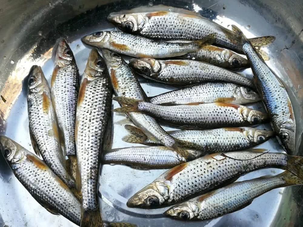 船丁鱼学名叫长蛇鮈,生活在江河湖泊的浅水中,长江流域比较多见,它