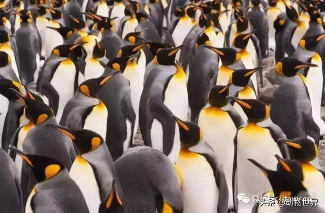 企鹅都有哪几种分别生活在哪里呢，企鹅都有哪些（详解世界上的18种企鹅<一>）