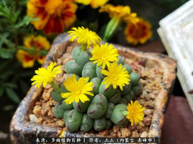 雪候鸟是什么意思，雪候鸟歌词表达什么意思（多肉于我从来不是锦上添花）