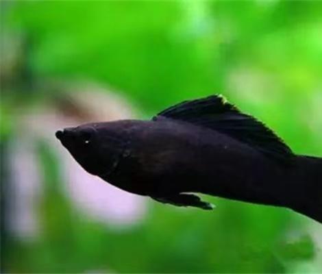 与孔雀鱼相似的,就是黑玛丽鱼,它们的雄鱼就像是刀片一样,但是在小的