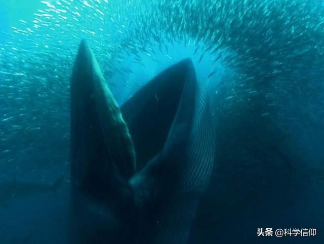 蓝鲸吃什么食物，蓝鲸吃什么食物的英语怎么写（一口就能吞食几十吨磷虾）