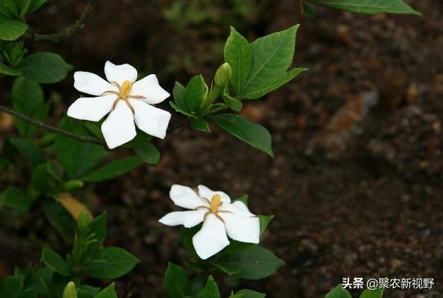 黄栀子的功效和作用，黄栀子：纯天然的食物染色剂
