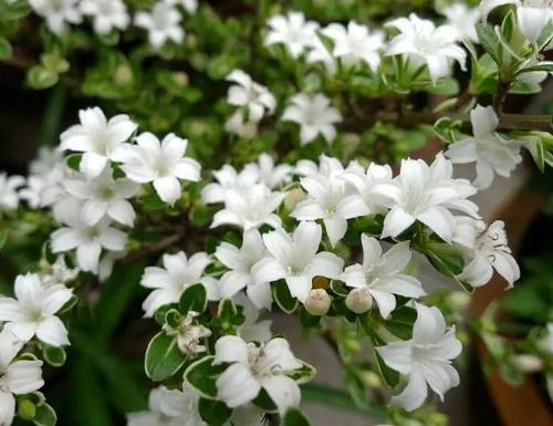 六月雪的功效与作用，“六月雪”和“六月霜”指的是哪几种植物