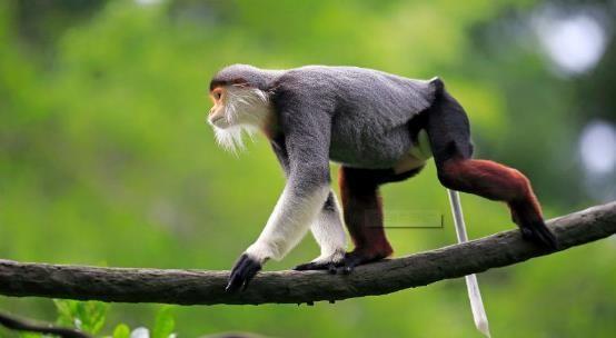 哺乳动物有哪些，世界上哺乳类动物有哪些（哺乳类动物和图片）