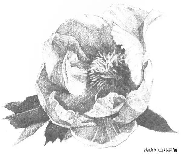 牡丹简笔画的画法，牡丹简笔画的画法图片大全（八步让你速成素描牡丹花）