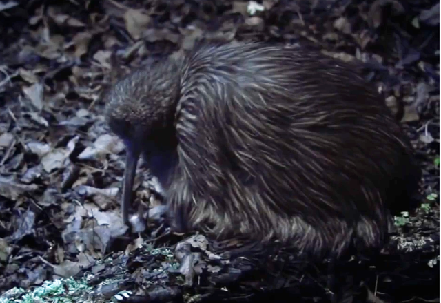 无意乌，我玩传奇世界时无意杀死了一匹乌骓马（世界上绝无仅有的无翼鸟）