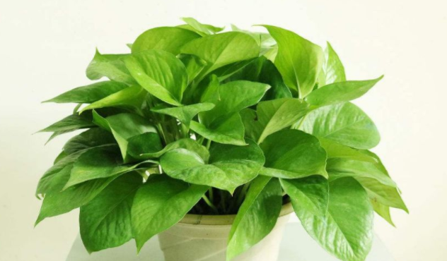 植物营养液配方，植物营养液的配置方法（将这8样\