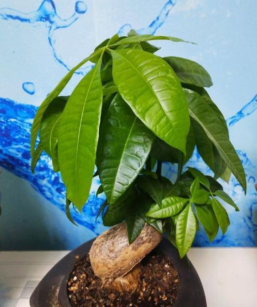 发财树的养殖方法，发财树的养殖方法和注意事项盆景怎么修剪