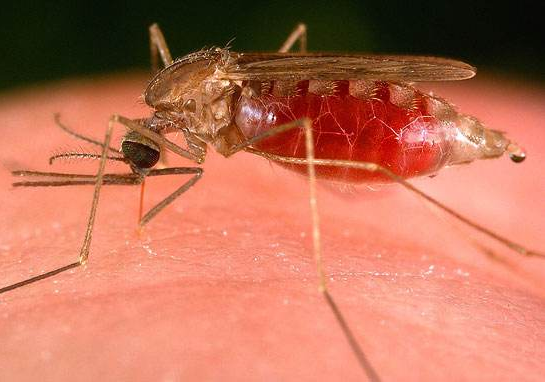 水蚊子咬人吗，打死一只蚊子判几年（西瓜视频给你科普夏天宿敌）