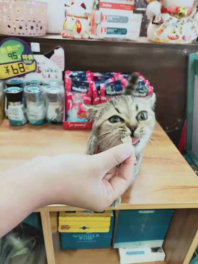 故宫最胆小御猫，我们只是惊呼是不够的