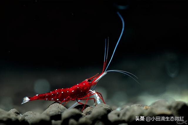 虾的种类有哪些，河里的虾的种类有哪些（适合新手饲养的宠物虾及小型观赏虾详情）