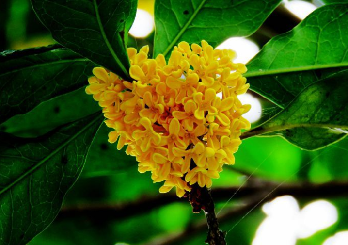 秋意浓的诗句深秋(秋意古诗)-寅森速头条