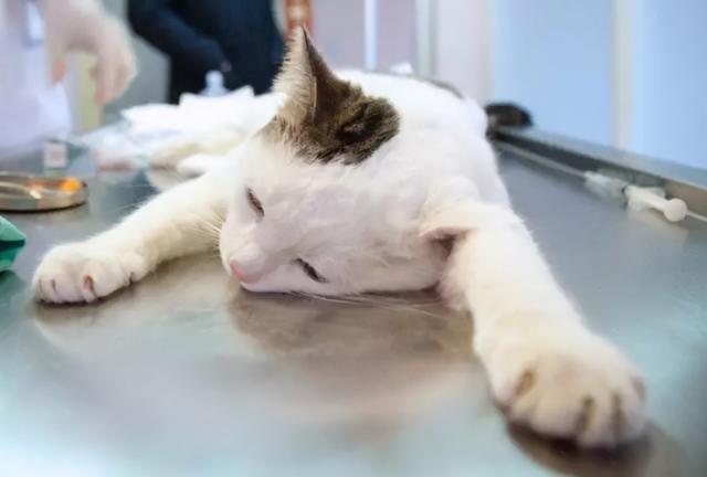 猫咪呕吐怎么办，猫咪呕吐的时候该怎么办（猫咪呕吐是什么原因）