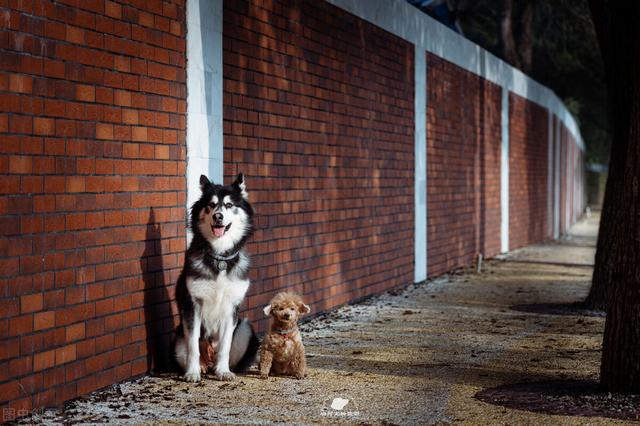 养阿拉斯加的禁忌，阿拉斯加犬为什么不建议养（阿拉斯加雪橇犬的优缺点及饲养方法并不是每个人都适合）