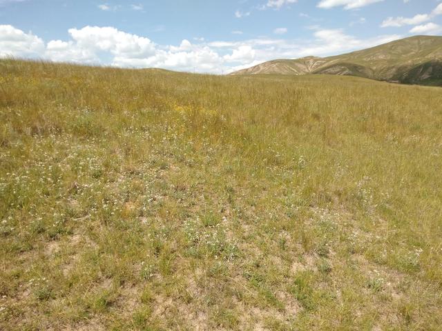 骑在羊背上的国家，为什么澳大利亚被称为骑在羊背上的国家（有1个被称为“骑在羊背上的国家”）