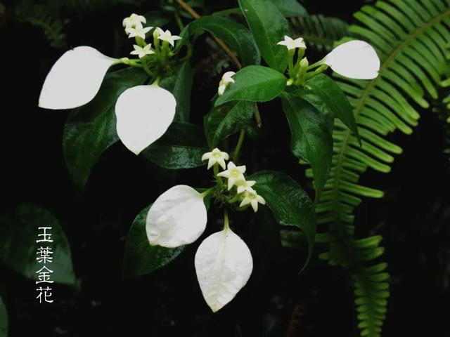 夏日里的江南山野奇花，玉叶金花白纸扇