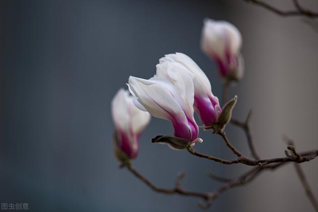 种紫薇树的风水禁忌，风水最好的树（有院子就种15种树）
